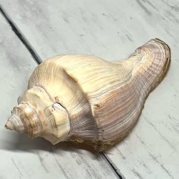 貝殻標本　テングニシ Amazon.co.jp: アツテングニシ 貝殻標本 貝殻 S934 : おもちゃ